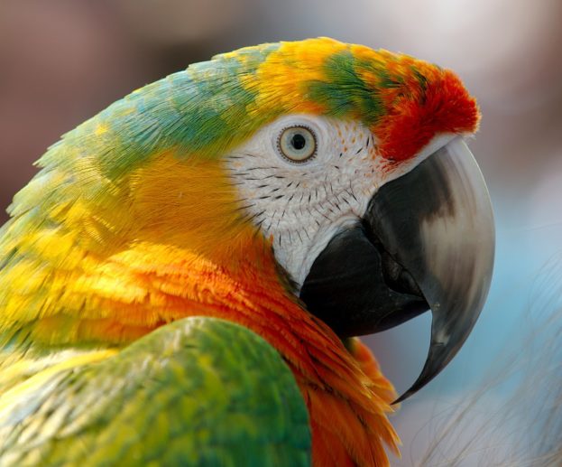 تحميل أحلى وأجمل صور ببغاء بأشكال متنوعة Download Parrots Images
